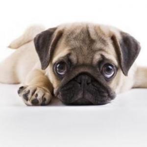 Imagen de portada del videojuego educativo: Musculos de la Cabeza del Perro, de la temática Ciencias