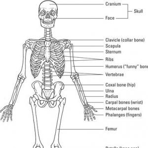 Imagen de portada del videojuego educativo: Skeletal game!, de la temática Biología
