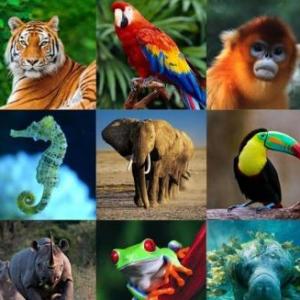 Imagen de portada del videojuego educativo: Kind of animals , de la temática Biología