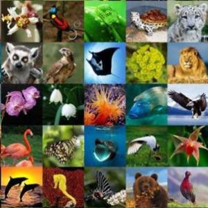 Imagen de portada del videojuego educativo: Animals: life functions, de la temática Biología