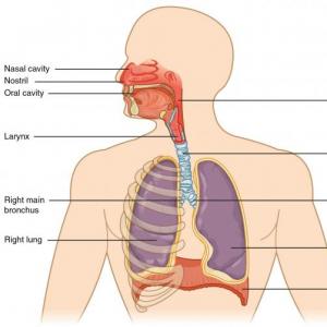 Imagen de portada del videojuego educativo: The respiratory system game!, de la temática Biología