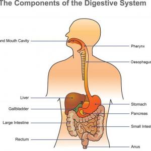 Imagen de portada del videojuego educativo: Digestive system trivia!, de la temática Biología