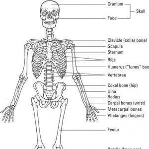 Imagen de portada del videojuego educativo: Skeletal trivia!, de la temática Biología