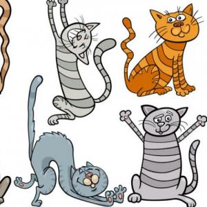 Razas de Gatos
