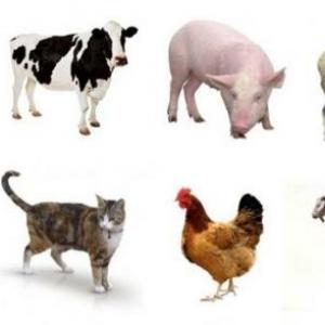 Animales domesticos