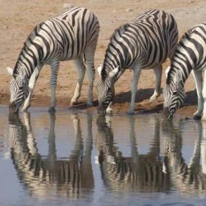 Questions sur Les animaux