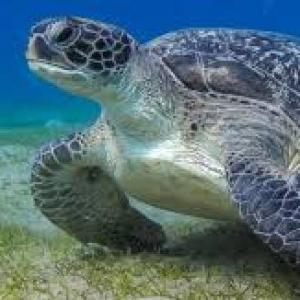 Les actions des animaux