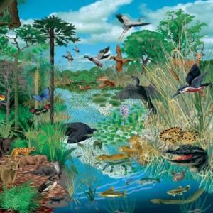 ECOLOGIA