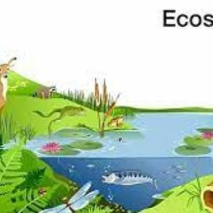 Ecosistemas y recursos renovables