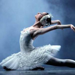 Ayuda al cisne