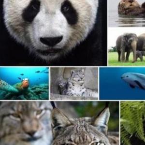 LOS ANIMALES Y SU HÁBITAT