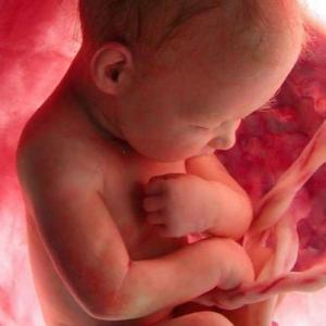 Desarrollo Prenatal