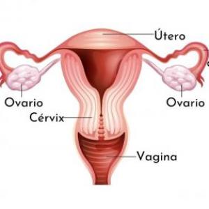 Aparato Reproductor Femenino Grupo 2