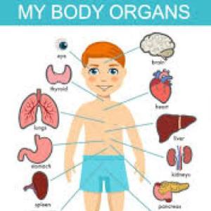 Órganos del Cuerpo Humano