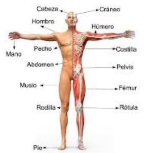 Conocimientos sobre la Salud del Cuerpo