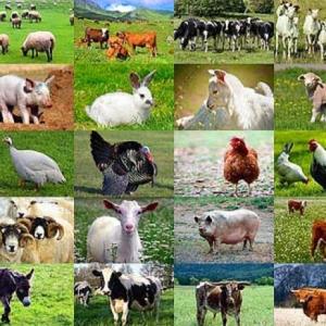 Animales domésticos