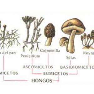 GÉNEROS Y ESPECIES DE MOHOS