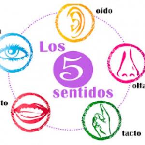 juego de los 5 sentidos