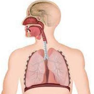Sistema Respiratorio
