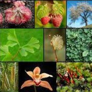 Evaluación: Reino Vegetal