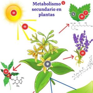 Trivia Metabolismo De Las Plantas Medicinales - Trivias - Juego ...