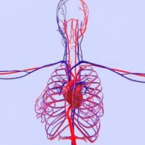 Biologia -Aparato circulatorio-