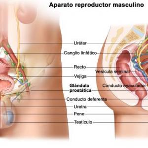 Aparatos reproductores masculino y femenino