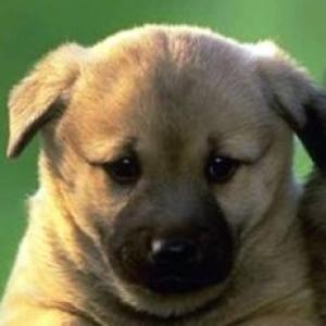 Coincidencias de animales