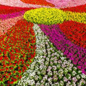 Descubre las flores