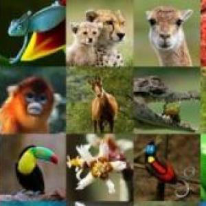 fauna de Costa Rica