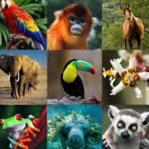 Animales