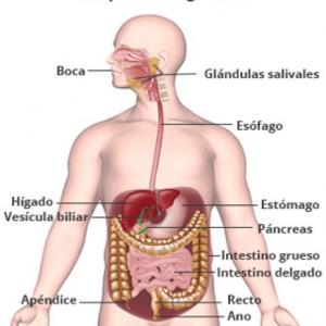 Tabla periódica y sistema digestivo