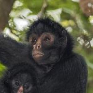 Primates