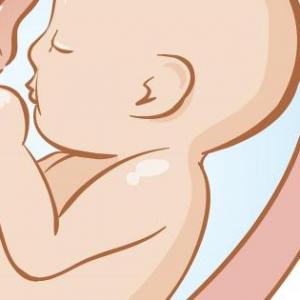 Desarrollo Fetal