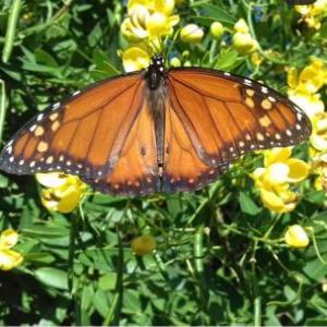 Plantas nativas atrae mariposas