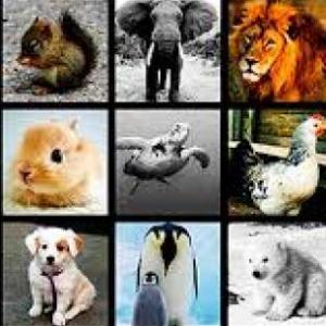 animales