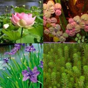La biodiversidad Mexicana
