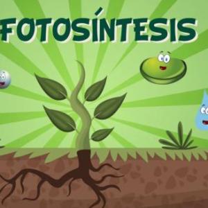 LA FOTOSINTESIS