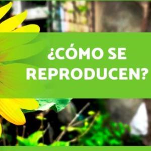 REPRODUCCION SEXUAL Y ASEXUAL DE LAS PLANTAS 