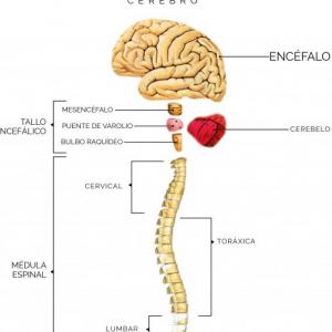 SISTEMA NERVIOSO
