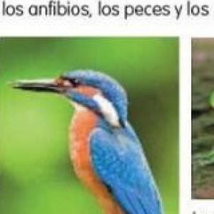 Clasificación de los Animales