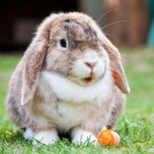 Imagen de portada del videojuego educativo: Memotest de animales 2, de la temática Biología