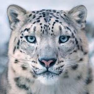 Animales en extinción