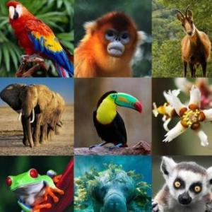 animales