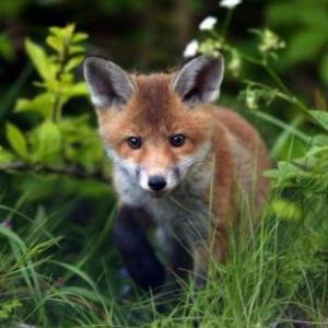 Foxes and more