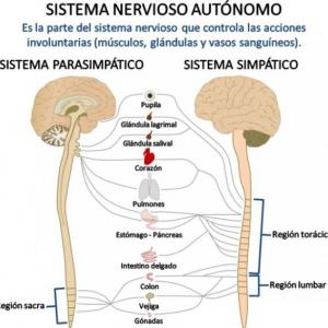 Sistema Nervioso Autónomo