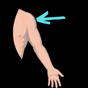 Body parts II