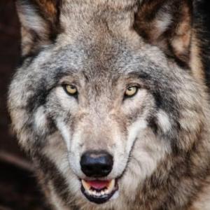 ¿CUÁNTO SABÉS SOBRE EL LOBO?