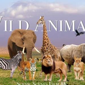 Wild animas 