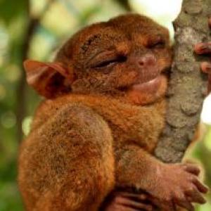 animales raros
